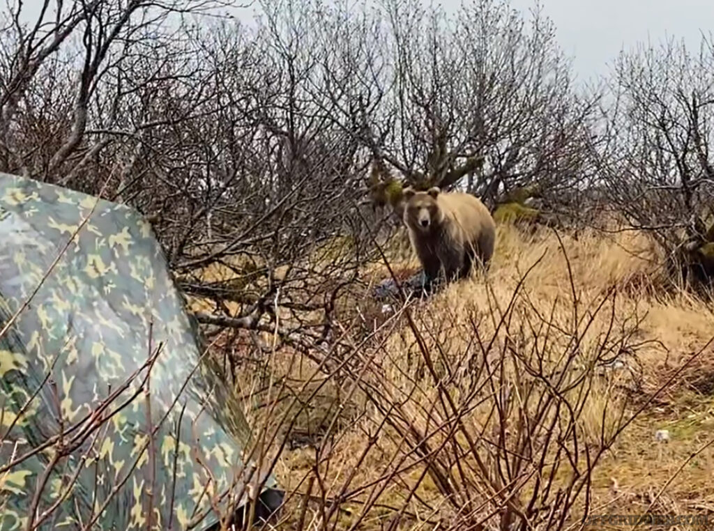 Photo of a brown bear approaching camp.