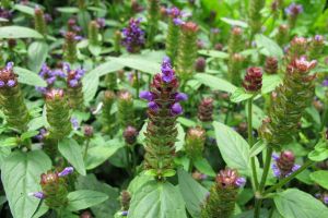 20 Medicinal Herbs Every Prepper Must Grow