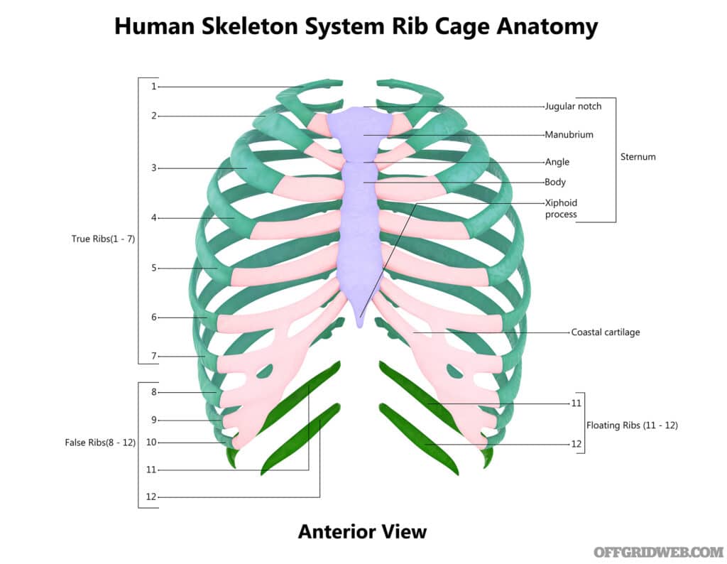 3D Illustration Concept of Human Skeleton System Rib Cage Bone Joints Anatomy