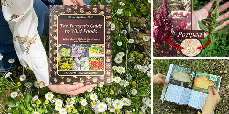 The Forager’s Guide To Wild Foods