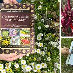 The Forager’s Guide To Wild Foods