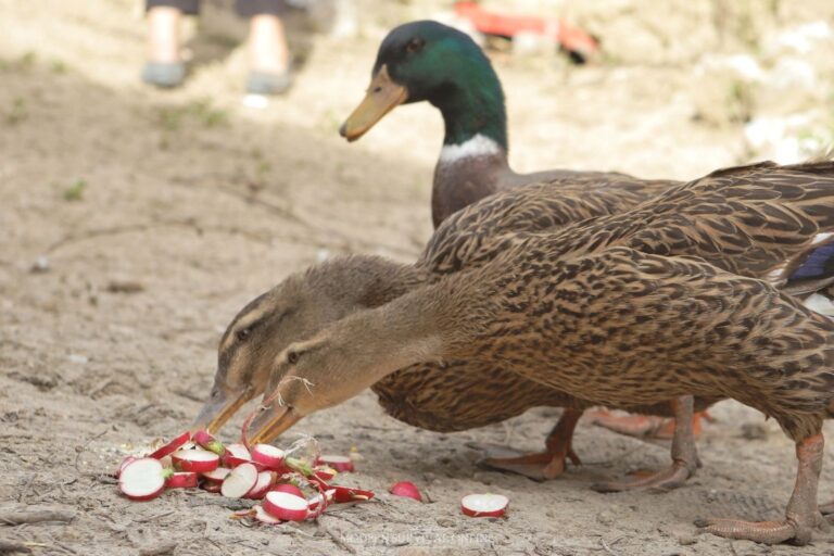 ducks enjoying sliced radishes