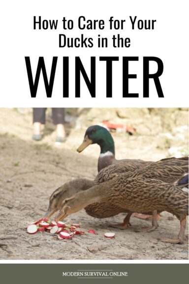 winter duck care Pinterest