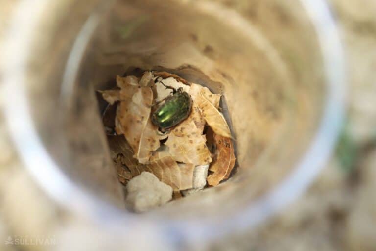 pitfall trap with insect caught inside