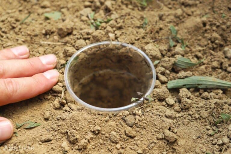 plastic cup buried inside hole in ground