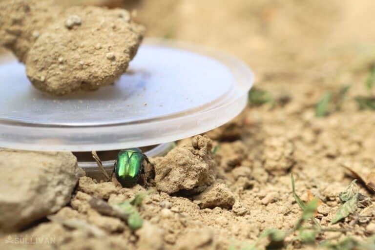 insect falling into the pitfall trap