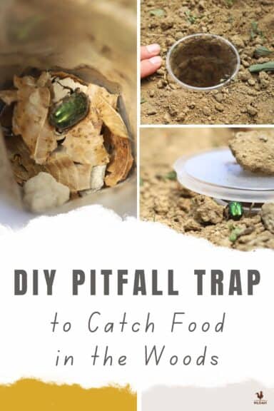 pitfall trap Pinterest