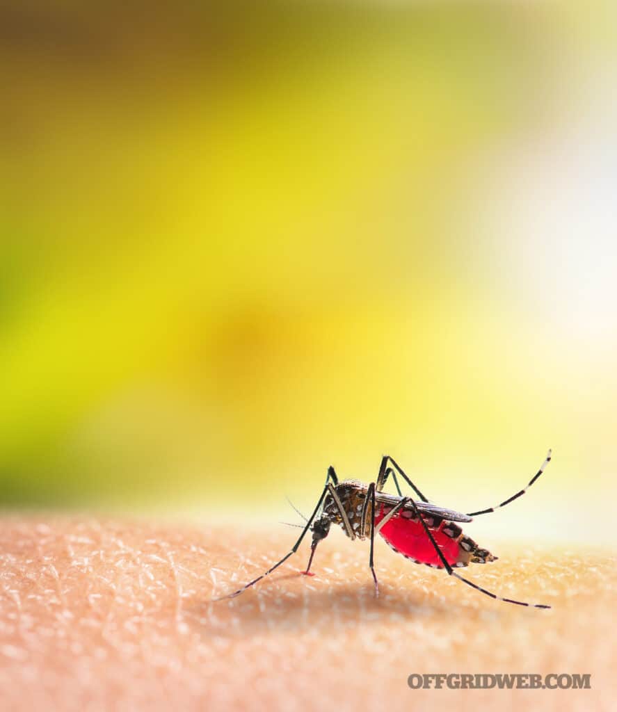 image of a mosquito biting a human