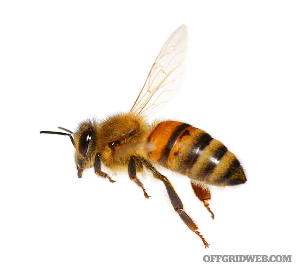 image of a honey bee