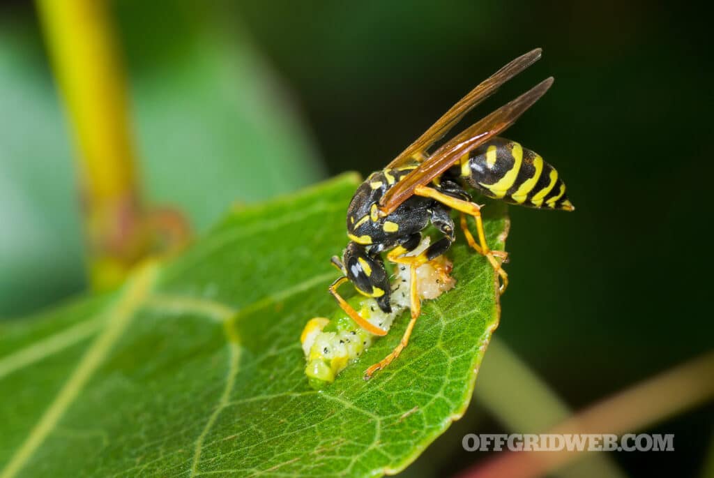 image of a yellow jacket wasp