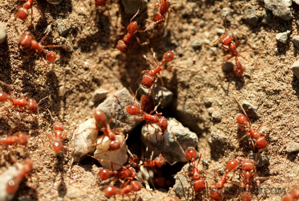 image of a swarm of fire ants