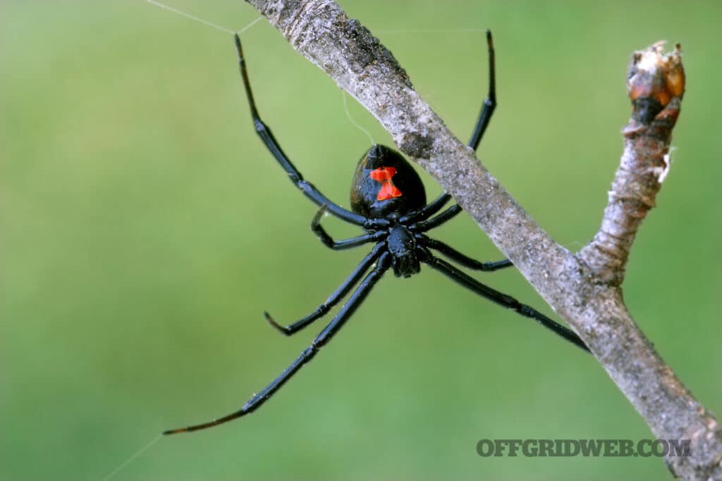 image of a black widow spider