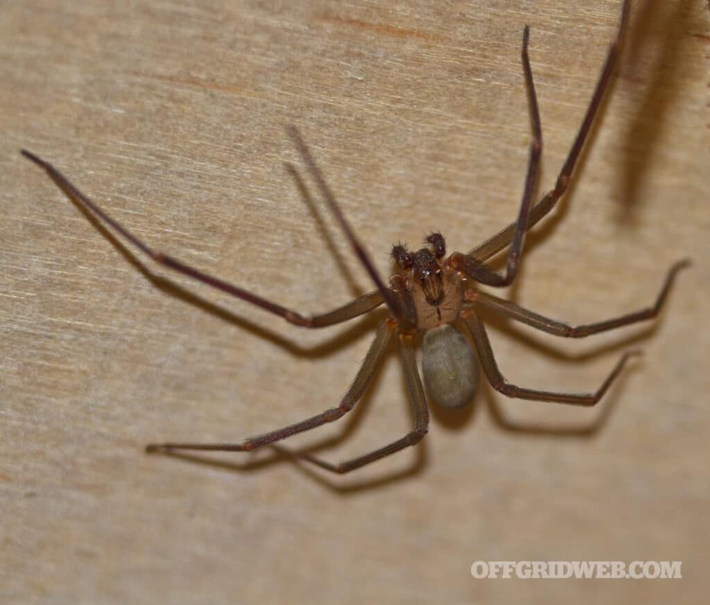 image of a brown recluse spider