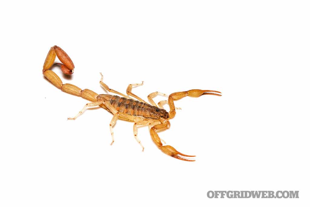 image of a scorpion