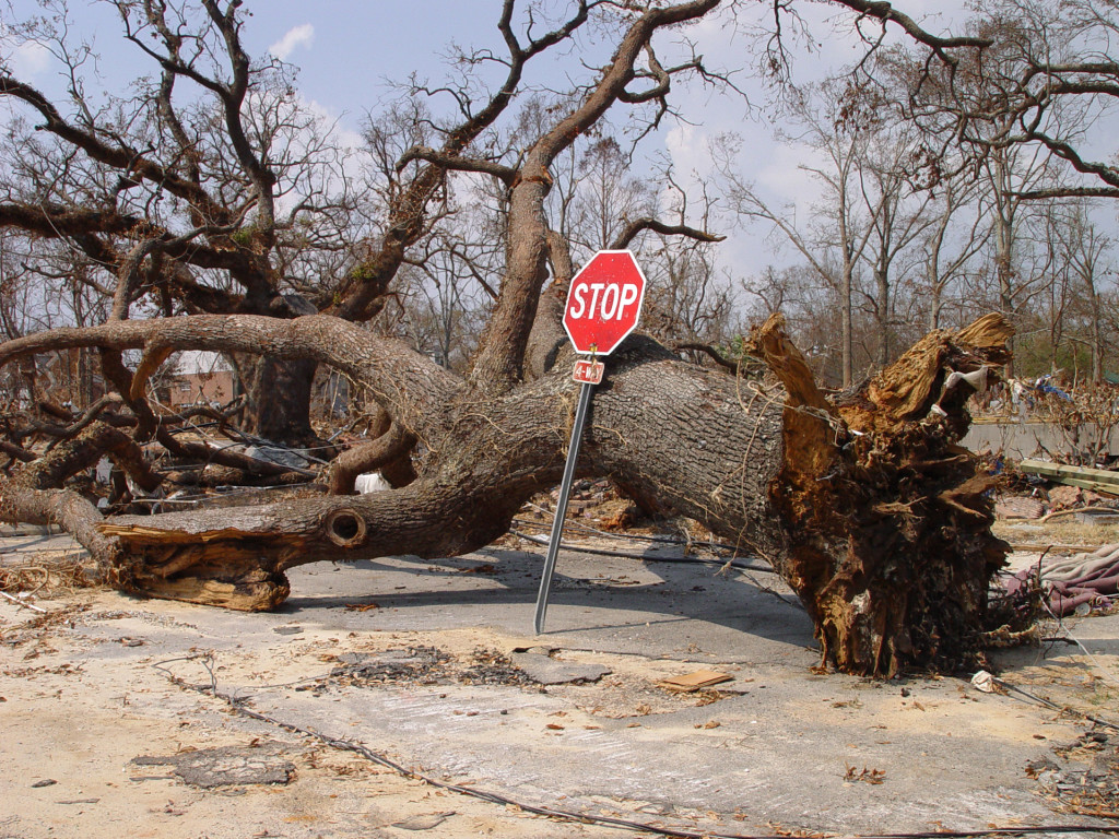 downed tree and destroyed road after a hurricane