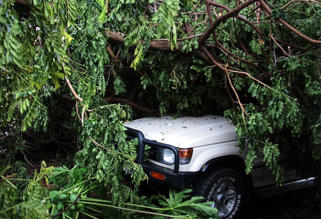 image of a car crushed by a fallen tree after a tropical cyclone