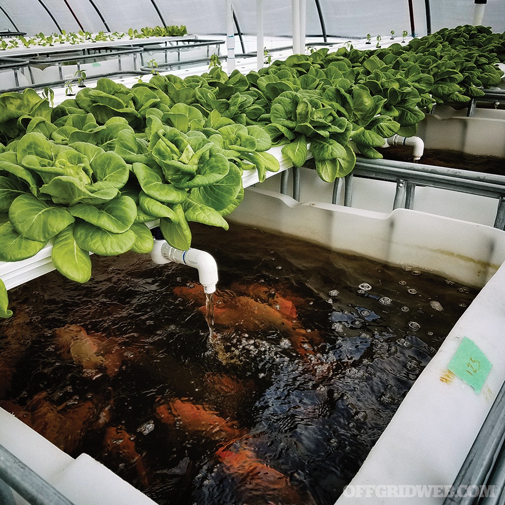 image of a hydroponic garden