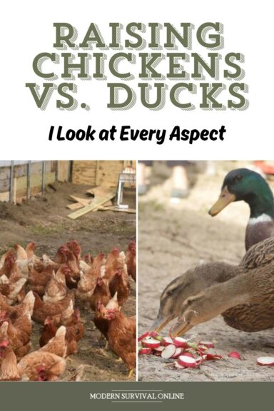 chickens vs. ducks Pinterest