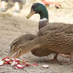 How to Care for Your Ducks in the Winter