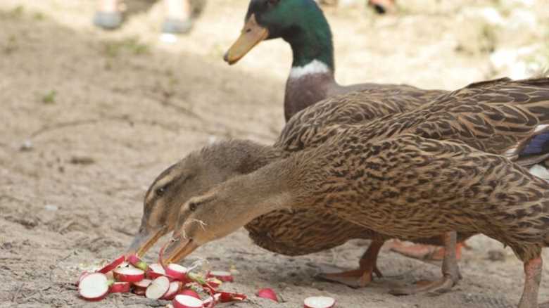 How to Care for Your Ducks in the Winter