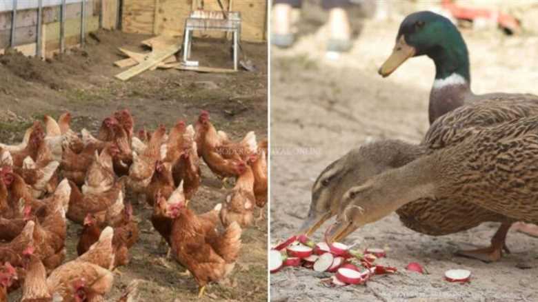 Raising Chickens vs. Ducks – I Look at Every Aspect