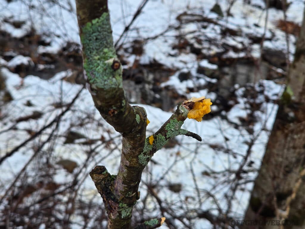 image of slime mold on a tree in the snow