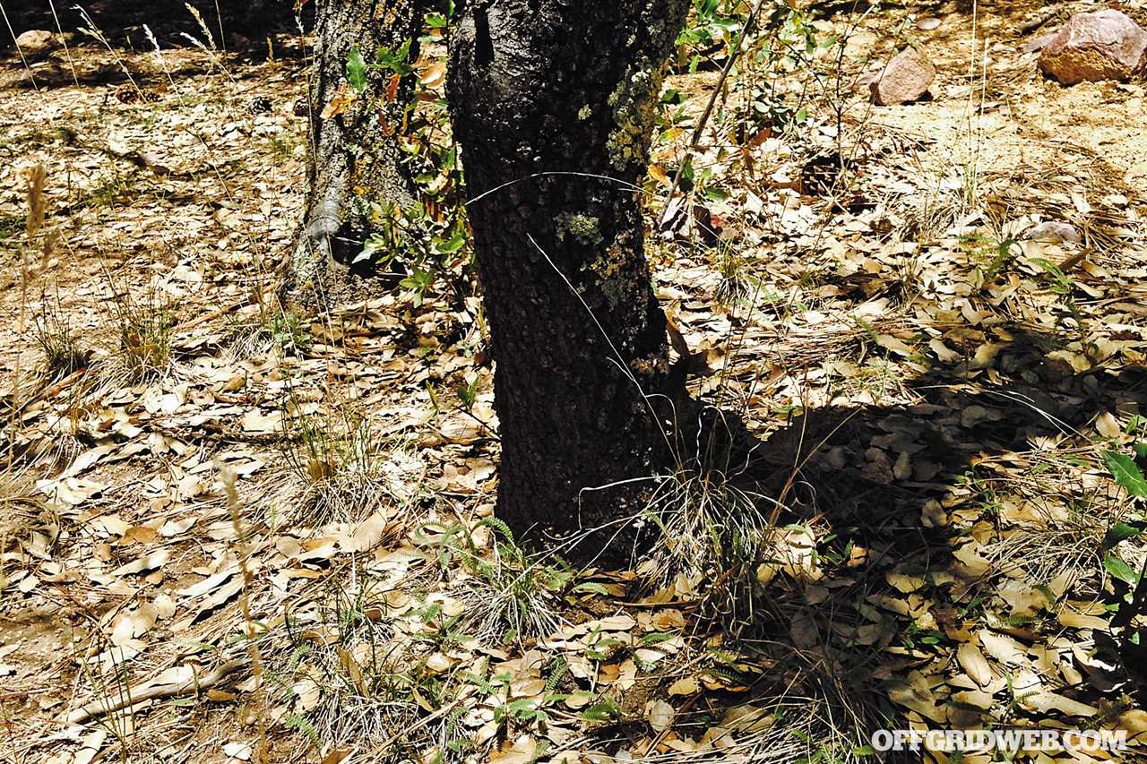 dead leaves and plants 